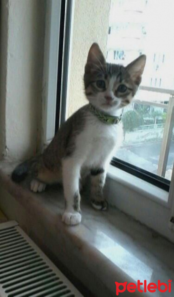 Tekir Kedi, Kedi  çakıl fotoğrafı