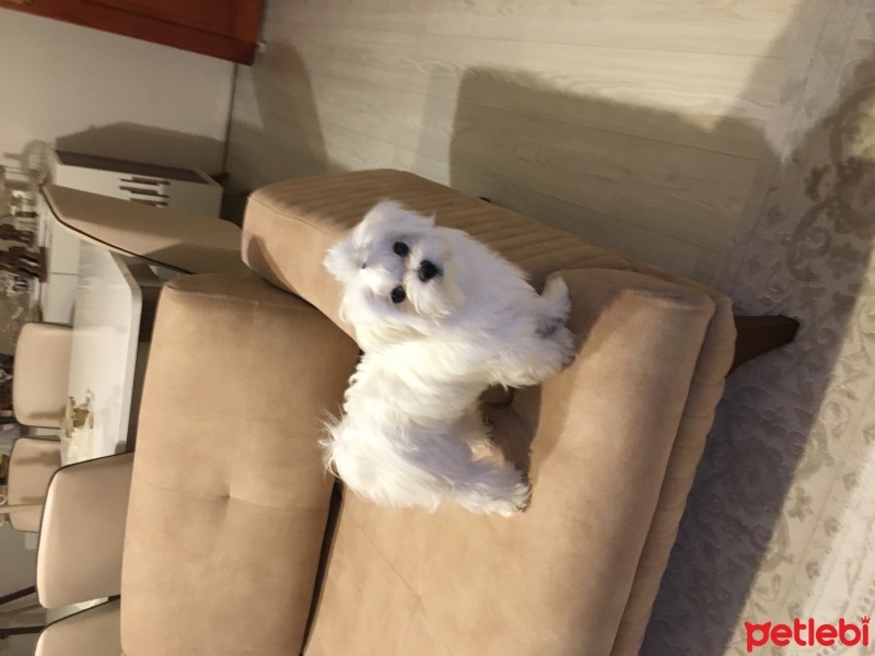 Maltese, Köpek  tony fotoğrafı