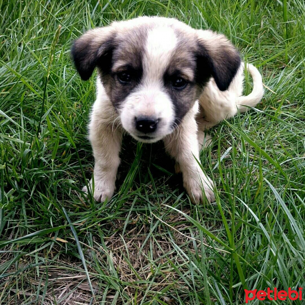 Sokö (Sokak Köpeği), Köpek  Minik fotoğrafı