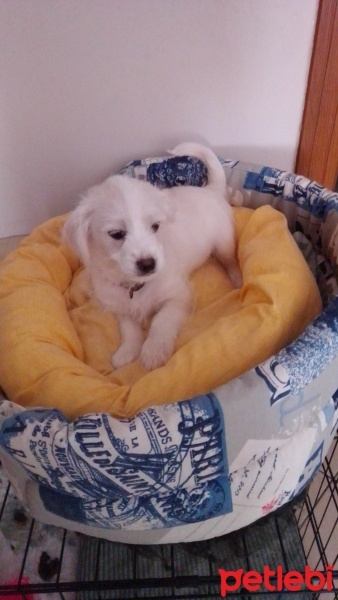 Maltese, Köpek  Yavru maltese fotoğrafı