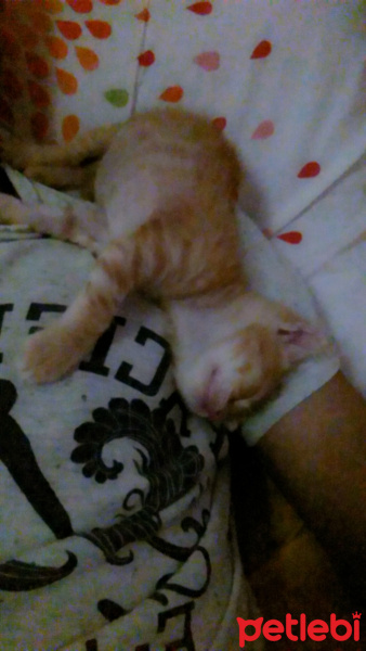 Tekir Kedi, Kedi  Leo fotoğrafı