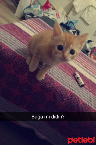 Tekir Kedi, Kedi  Leo fotoğrafı