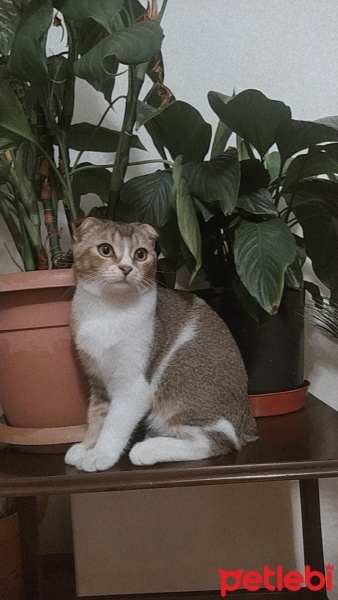 Scottish Fold, Kedi  Çiko fotoğrafı