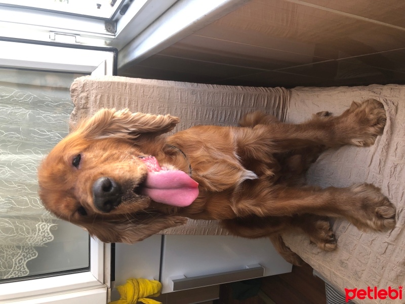 İngiliz Cocker Spaniel, Köpek  Paşa fotoğrafı