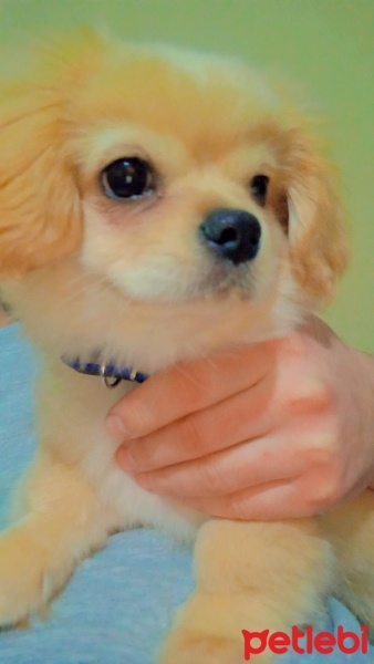 Pekingese, Köpek  Kaptan fotoğrafı