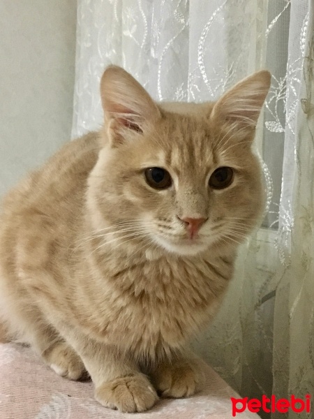 Sarman, Kedi  Boncuk fotoğrafı