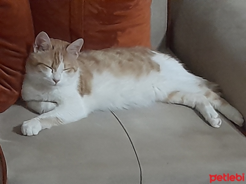 Tekir Kedi, Kedi  Paşa fotoğrafı