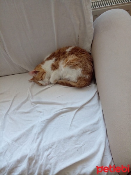 Tekir Kedi, Kedi  Paşa fotoğrafı