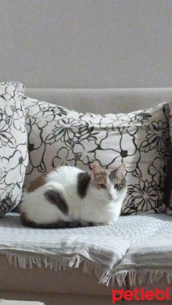 Tekir Kedi, Kedi  Şila fotoğrafı