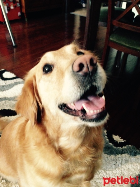 Golden Retriever, Köpek  ÇAKIL fotoğrafı