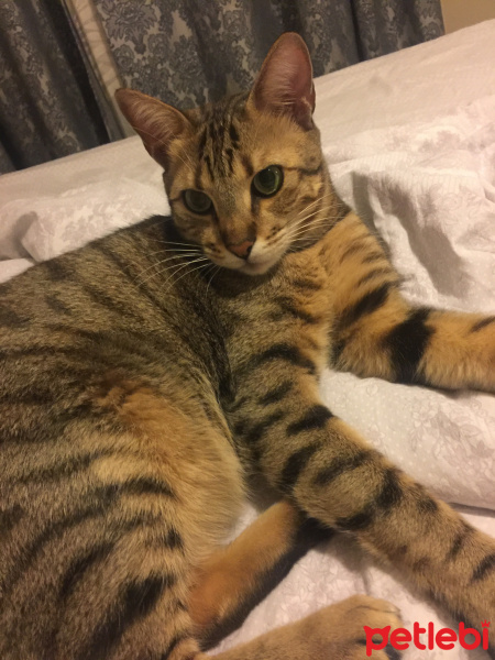 Tekir Kedi, Kedi  Kılçık fotoğrafı