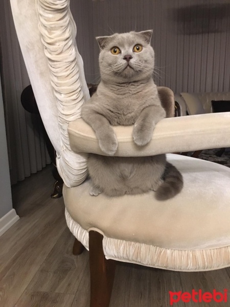 Scottish Fold, Kedi  Çiko fotoğrafı