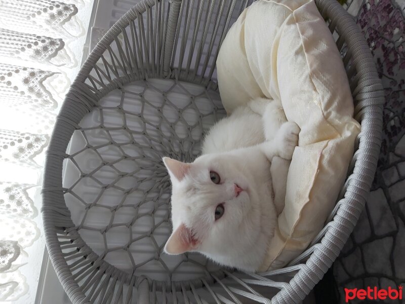 British Shorthair, Kedi  Bulut fotoğrafı