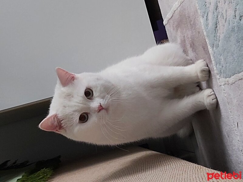 British Shorthair, Kedi  Bulut fotoğrafı