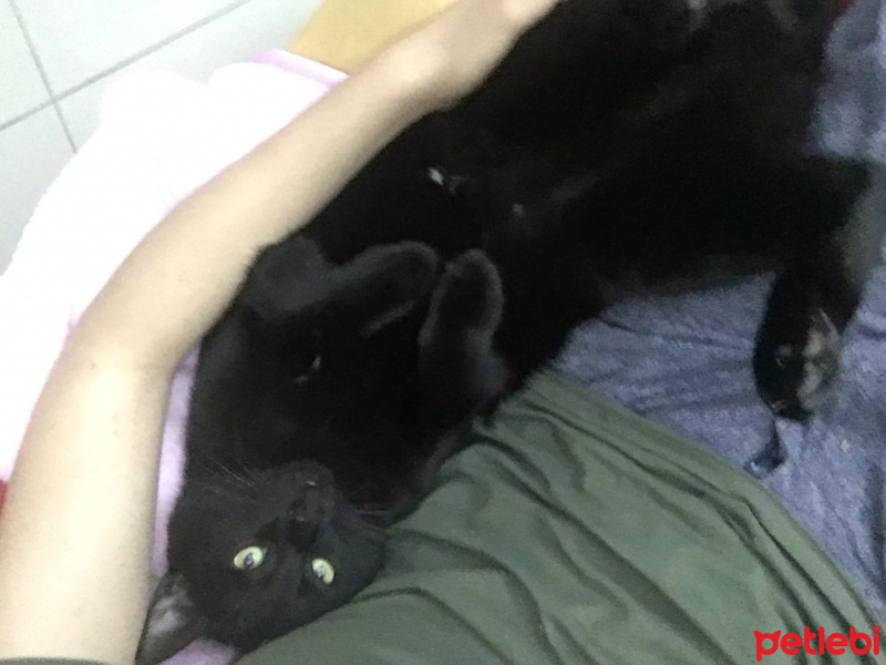 Tekir Kedi, Kedi  Zeytin fotoğrafı