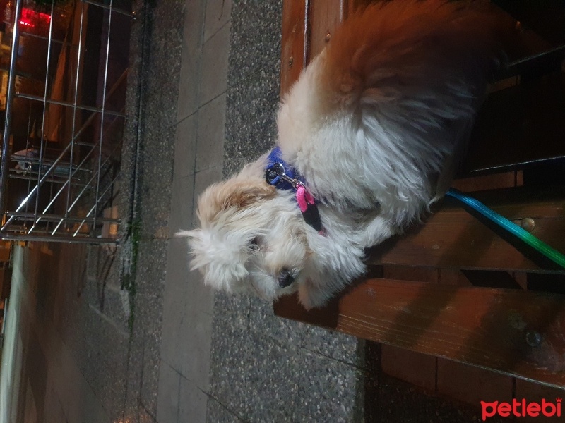 Maltese, Köpek  Paşa fotoğrafı