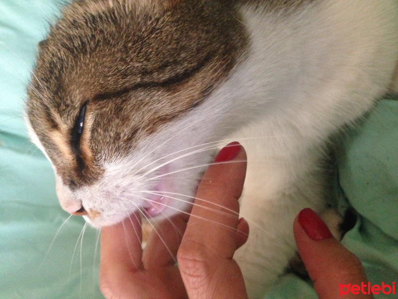 Tekir Kedi, Kedi  Juss fotoğrafı