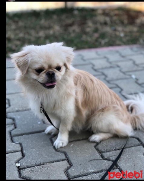 Pekingese, Köpek  Asil fotoğrafı