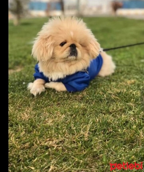 Pekingese, Köpek  Asil fotoğrafı