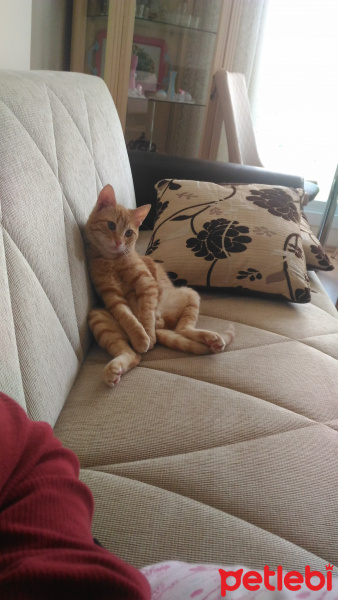 Tekir Kedi, Kedi  Tarçın fotoğrafı
