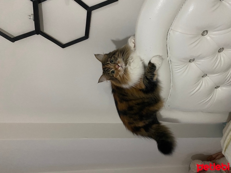 Tekir Kedi, Kedi  Balkız fotoğrafı