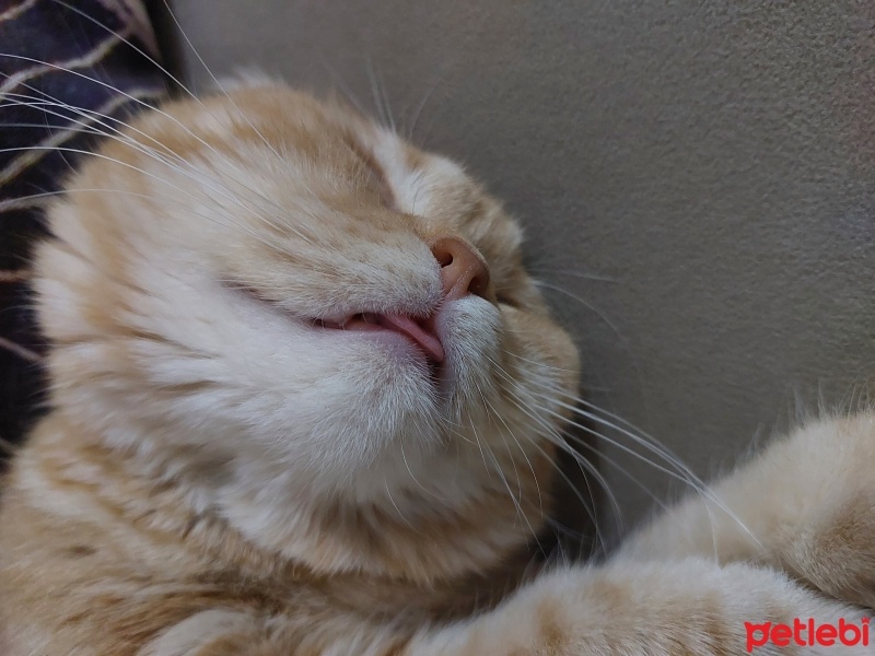 Scottish Fold, Kedi  Efsun fotoğrafı