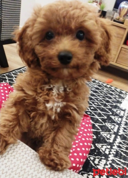 Poodle (Minyatür Kaniş), Köpek  Lille fotoğrafı