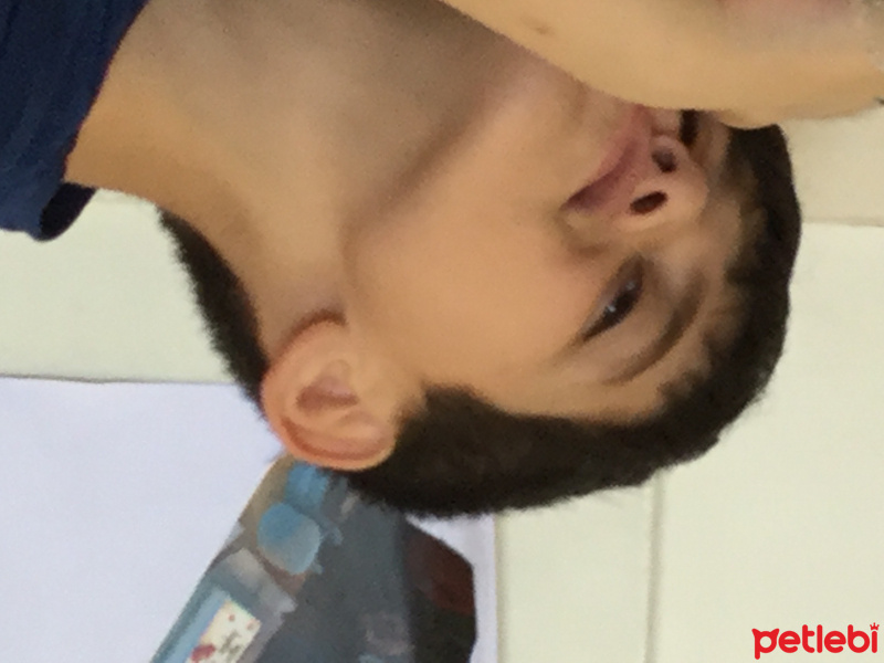 Tekir Kedi, Kedi  Taylan fotoğrafı