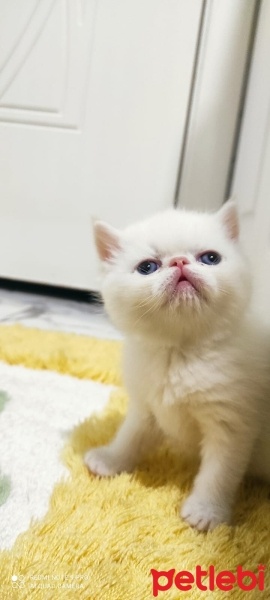 Exotic Shorthair, Kedi  Sütlaç fotoğrafı