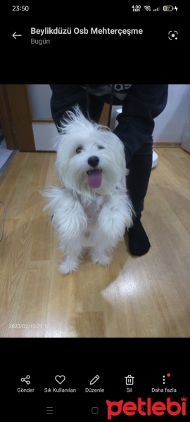 Maltese, Köpek  Elsa fotoğrafı