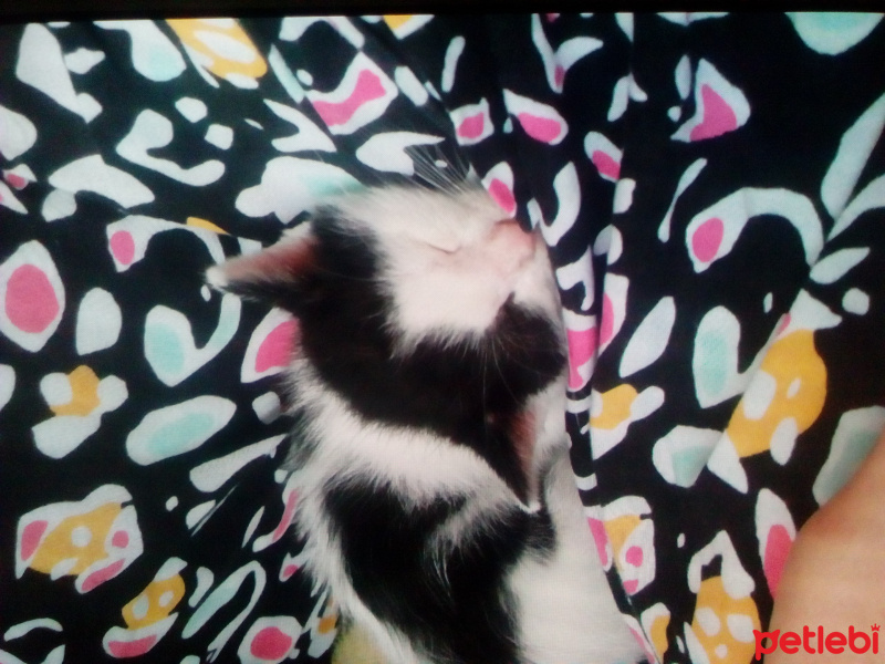 Tekir Kedi, Kedi  Lola fotoğrafı