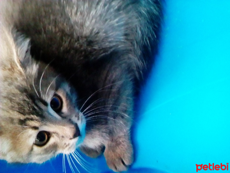 Tekir Kedi, Kedi  Lola fotoğrafı