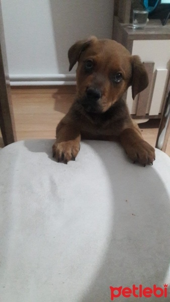 Rottweiler, Köpek  Pasa fotoğrafı