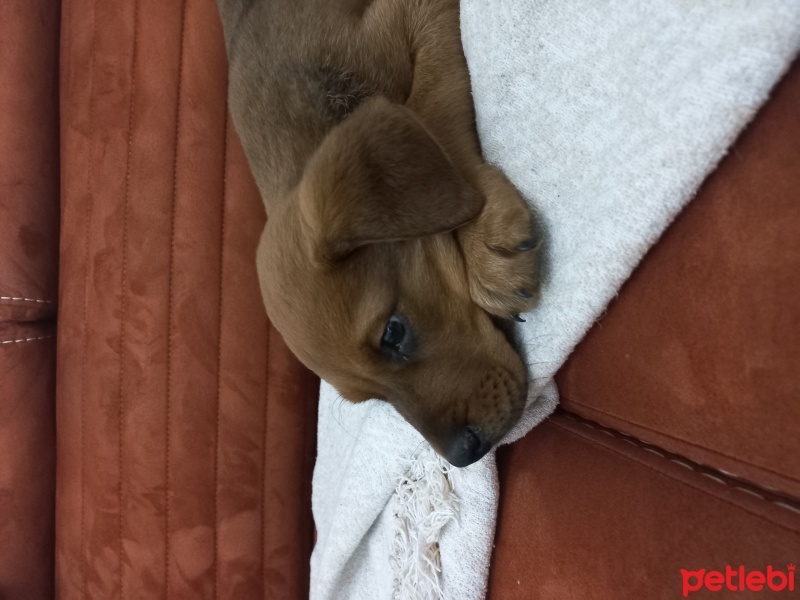 Rottweiler, Köpek  Pasa fotoğrafı