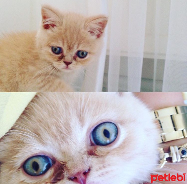 British Shorthair, Kedi  Tarçın fotoğrafı