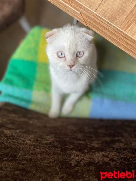 Scottish Fold, Kedi  Lokum fotoğrafı