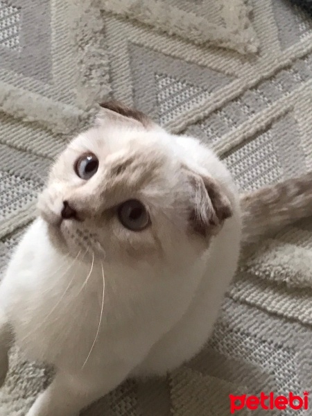 Scottish Fold, Kedi  Lokum fotoğrafı