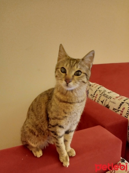 Tekir Kedi, Kedi  Şakir fotoğrafı