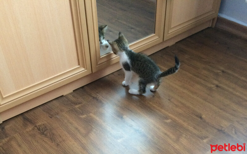 Tekir Kedi, Kedi  Minnak fotoğrafı