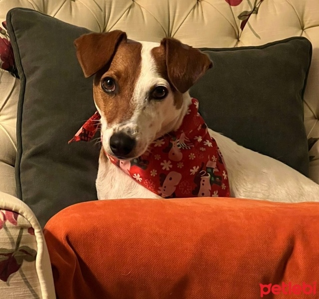 Jack Russell Terrier, Köpek  Pati fotoğrafı