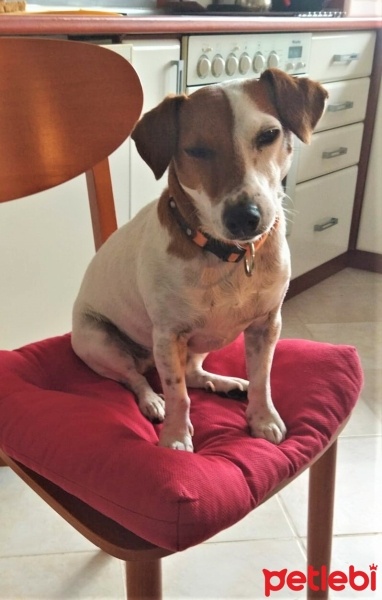 Jack Russell Terrier, Köpek  Pati fotoğrafı