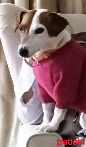 Jack Russell Terrier, Köpek  Pati fotoğrafı