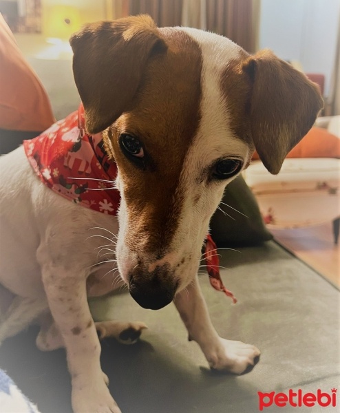 Jack Russell Terrier, Köpek  Pati fotoğrafı
