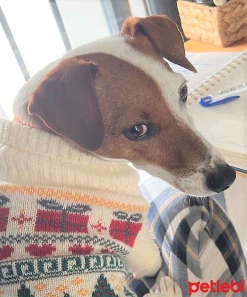 Jack Russell Terrier, Köpek  Pati fotoğrafı
