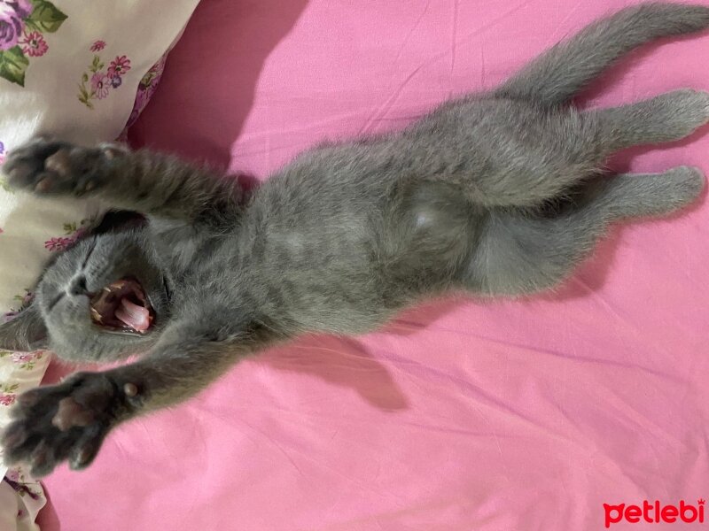 British Shorthair, Kedi  Mars fotoğrafı