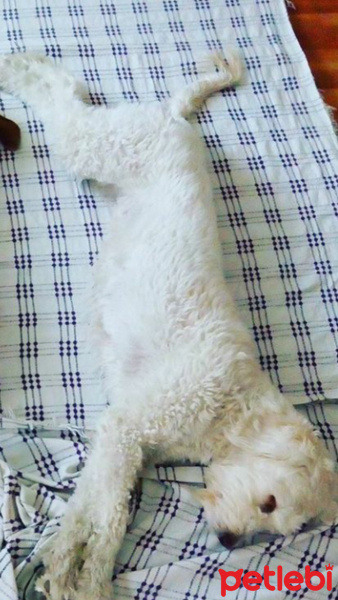 Golden Retriever, Köpek  Pamuk  fotoğrafı