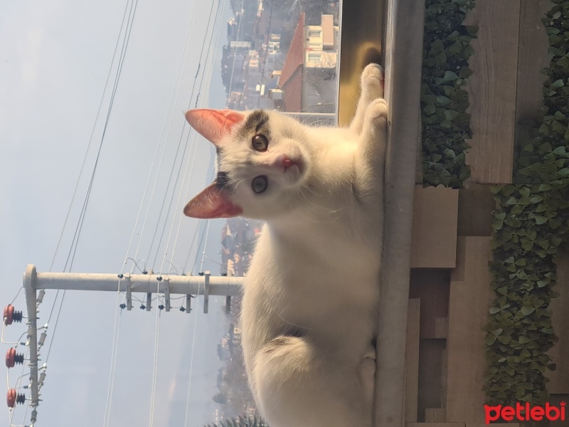 Tekir Kedi, Kedi  Pati fotoğrafı