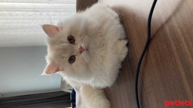 British Longhair, Kedi  Pamuk fotoğrafı