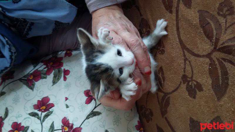 Tekir Kedi, Kedi  adı yok fotoğrafı