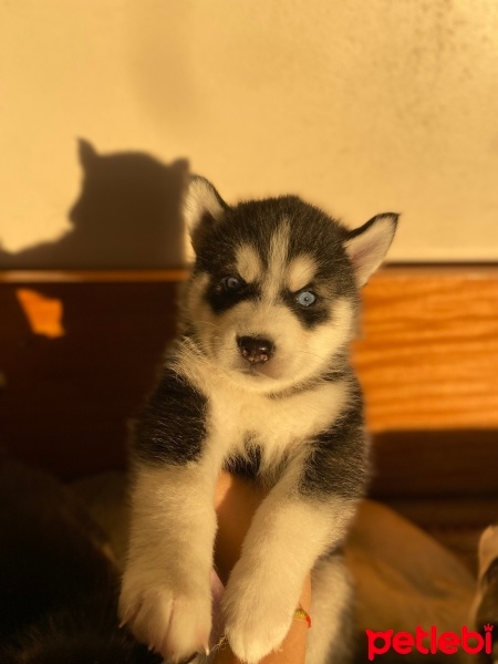 Sibirya Kurdu (Husky), Köpek  Yok fotoğrafı